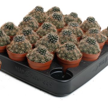 Lobivia 'Van der Hoeven'