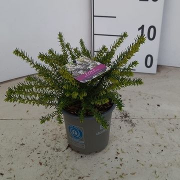 Erica x darleyensis 'White Perfection'