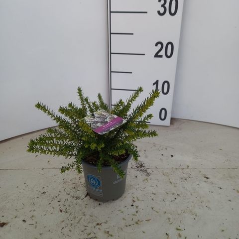 Erica x darleyensis 'White Perfection'