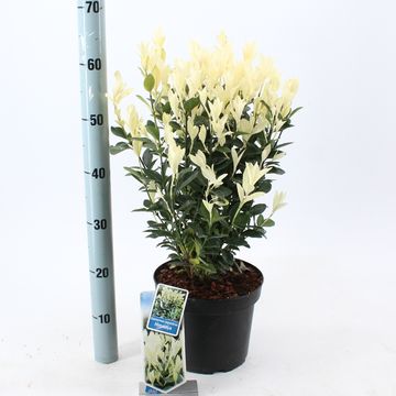 Euonymus japonicus HIMALAYA