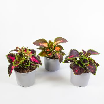 Coleus BLUMEI MIX