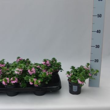 Scaevola SURDIVA PINK BLUE