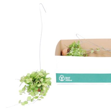 Dischidia ovata MELON