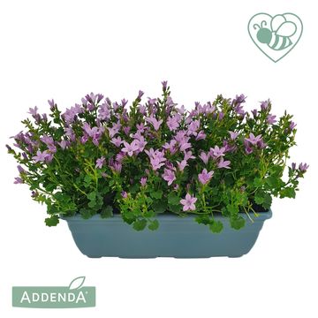 Campanula AMBELLA PINK