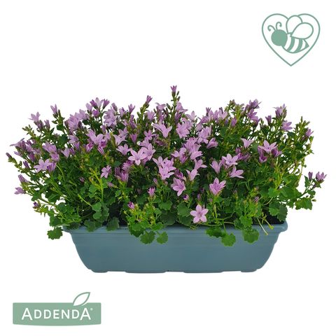 Campanula AMBELLA PINK