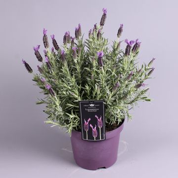 Lavandula stoechas