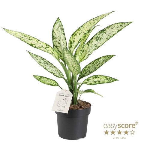 Dieffenbachia 'Vesuvius'