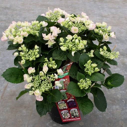 Hydrangea macrophylla HOVARIA HOBELLA (P19 cm H40 - 50 cm) – Plant ...