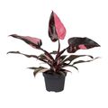 Filodendron 'Pink Princess Marble'