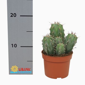 Ritterocereus urbaneus