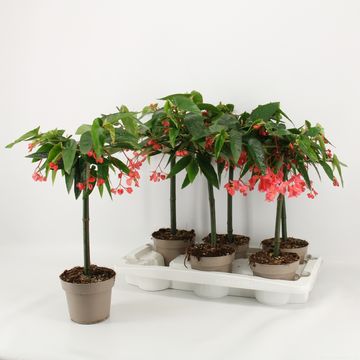 Begonia 'Tamaya'