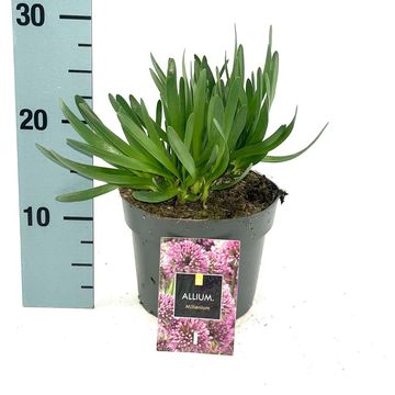 Allium 'Millenium'