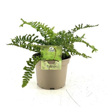 Dryopteris filix-mas 'The King'