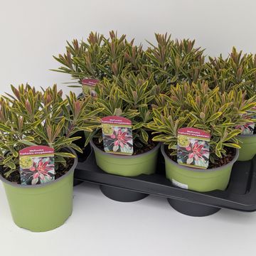 Euphorbia 'Ascot Rainbow'