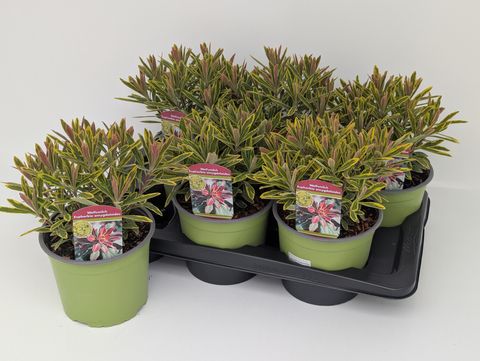 Euphorbia 'Ascot Rainbow'