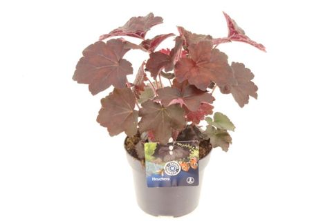 Heuchera micrantha 'Palace Purple'