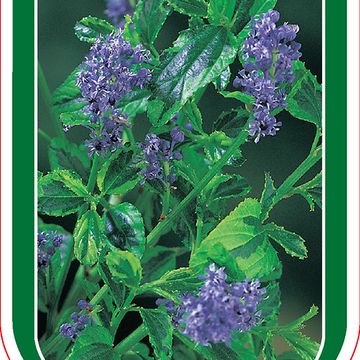 Ceanothus EL DORADO
