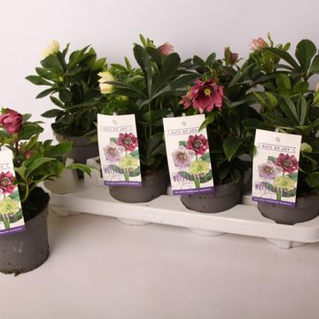 Helleborus orientalis MIX