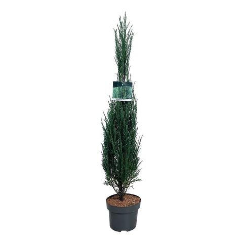 Juniperus scopulorum 'Blue Arrow'