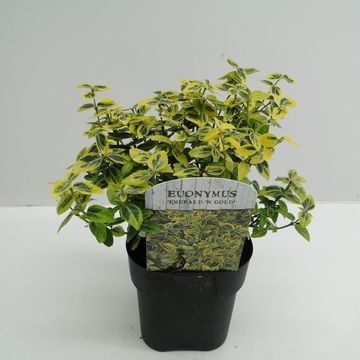 Euonymus fortunei 'Emerald 'n' Gold'