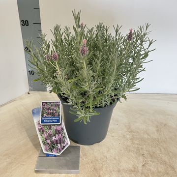 Lavandula stoechas LAMOROSIA SILVER & PINK