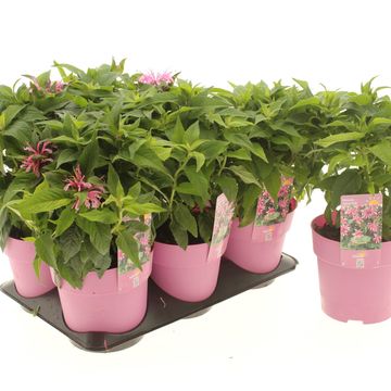 Monarda BALMY PINK