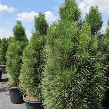 Pinus nigra 'Green Tower'