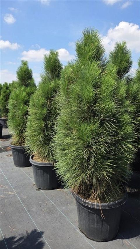 Pinus nigra 'Green Tower'