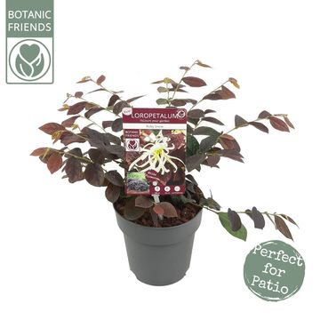 Loropetalum chinense RUBY SNOW