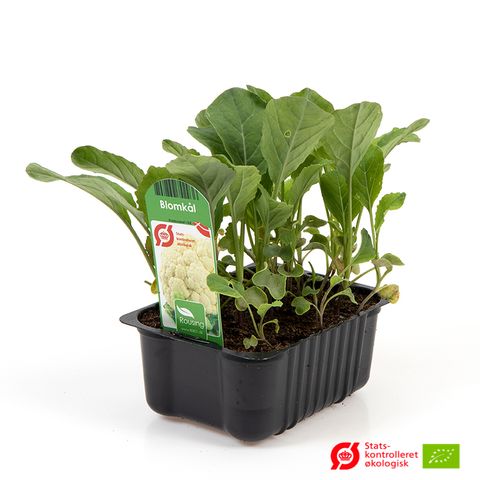 Brassica oleracea botrytis