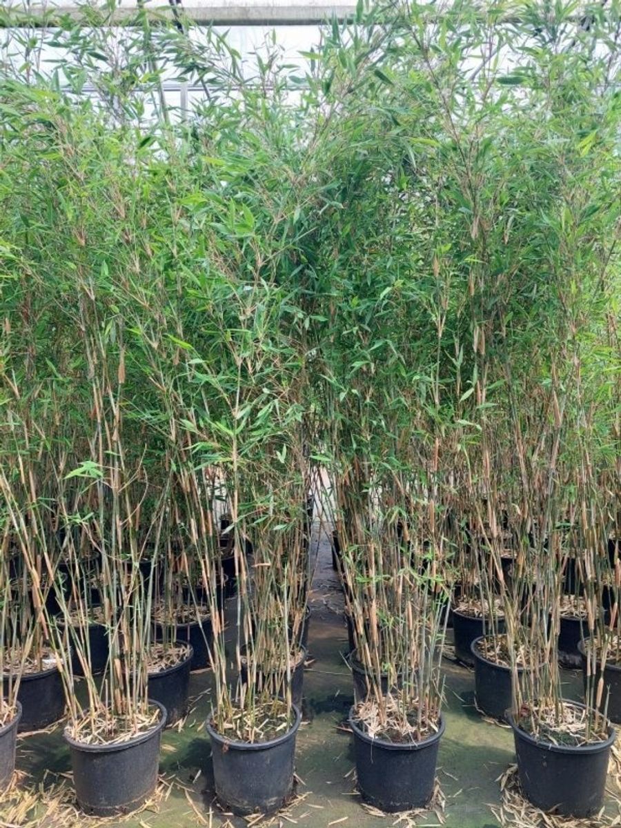 Fargesia nitida 'Viking'  Pflanzengrohandel FlorAccess