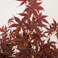 Acer palmatum 'Fireglow'