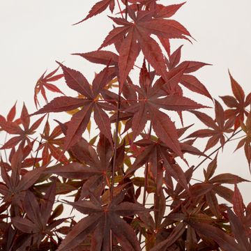 Acer palmatum 'Fireglow'