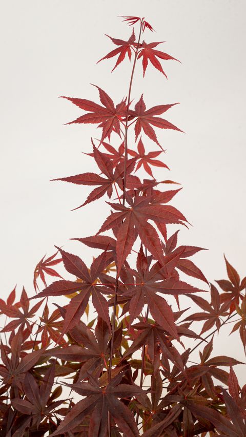 Acer palmatum 'Fireglow'