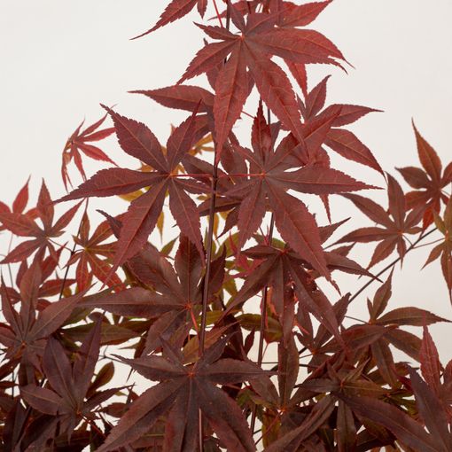 Acer palmatum 'Fireglow'