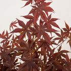 Acer palmatum 'Fireglow'