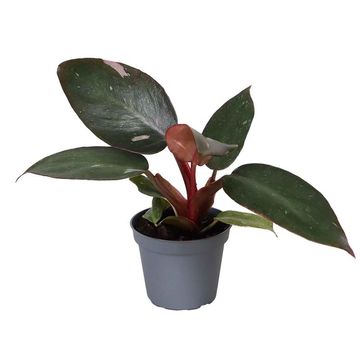 Philodendron 'Pink Princess'