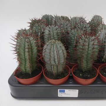 Euphorbia horrida noorsveldensis