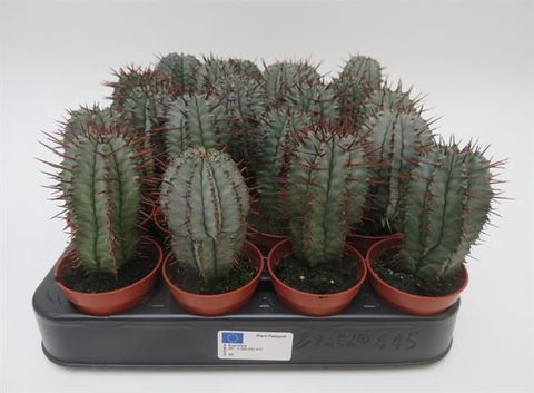 Euphorbia horrida noorsveldensis