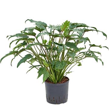 Philodendron xanadu