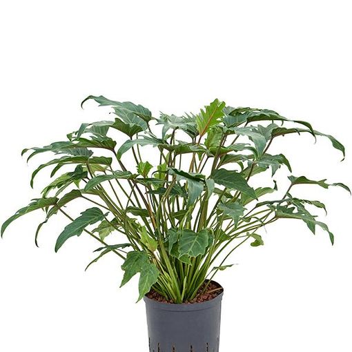 Philodendron xanadu