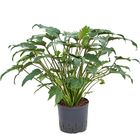 Philodendron xanadu