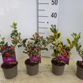 Ilex aquifolium MIX