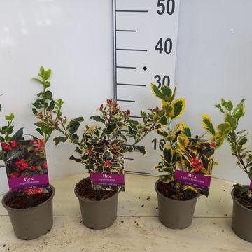 Ilex aquifolium MIX