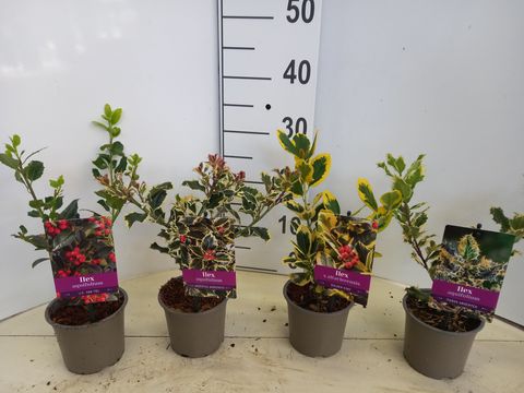 Ilex aquifolium MIX