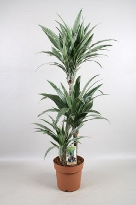 Dracaena fragrans 'Warneckei'