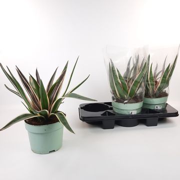 x Mangave 'Snow Leopard'