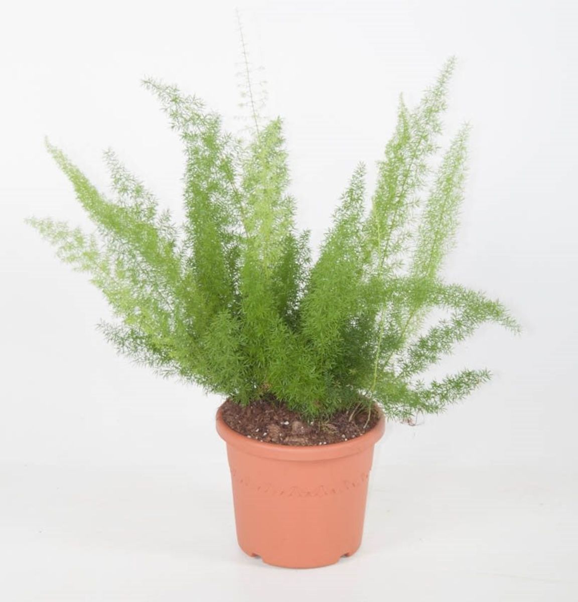 Asparagus densiflorus 'Myersii' — Bitkiler Toptan Satış FlorAccess