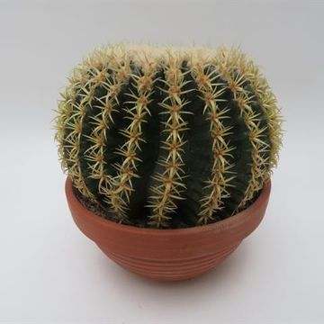 Echinocactus grusonii brevispinus