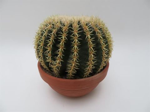 Echinocactus grusonii brevispinus